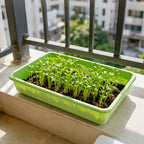 4-Pack Heavy Duty Seed Trays, 38.8cm × 24.5cm, No Drainage Holes