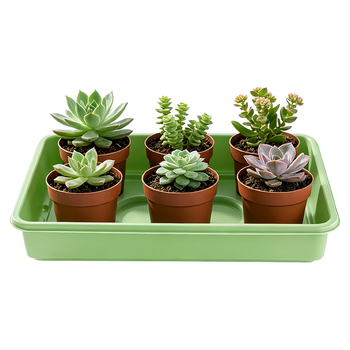 4-Pack Heavy Duty Seed Trays, 38.8cm × 24.5cm, No Drainage Holes