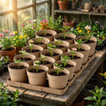 Biodegradable Plant 10cm Pot, Nursery Saucer Set (15 Pots with 5 Trays)