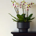 2-Pack Indoor Plant Pots with Saucers, 17cm & 21cm, Drainage Holes, Decorative Planter for Windowsill Home Office (Black)